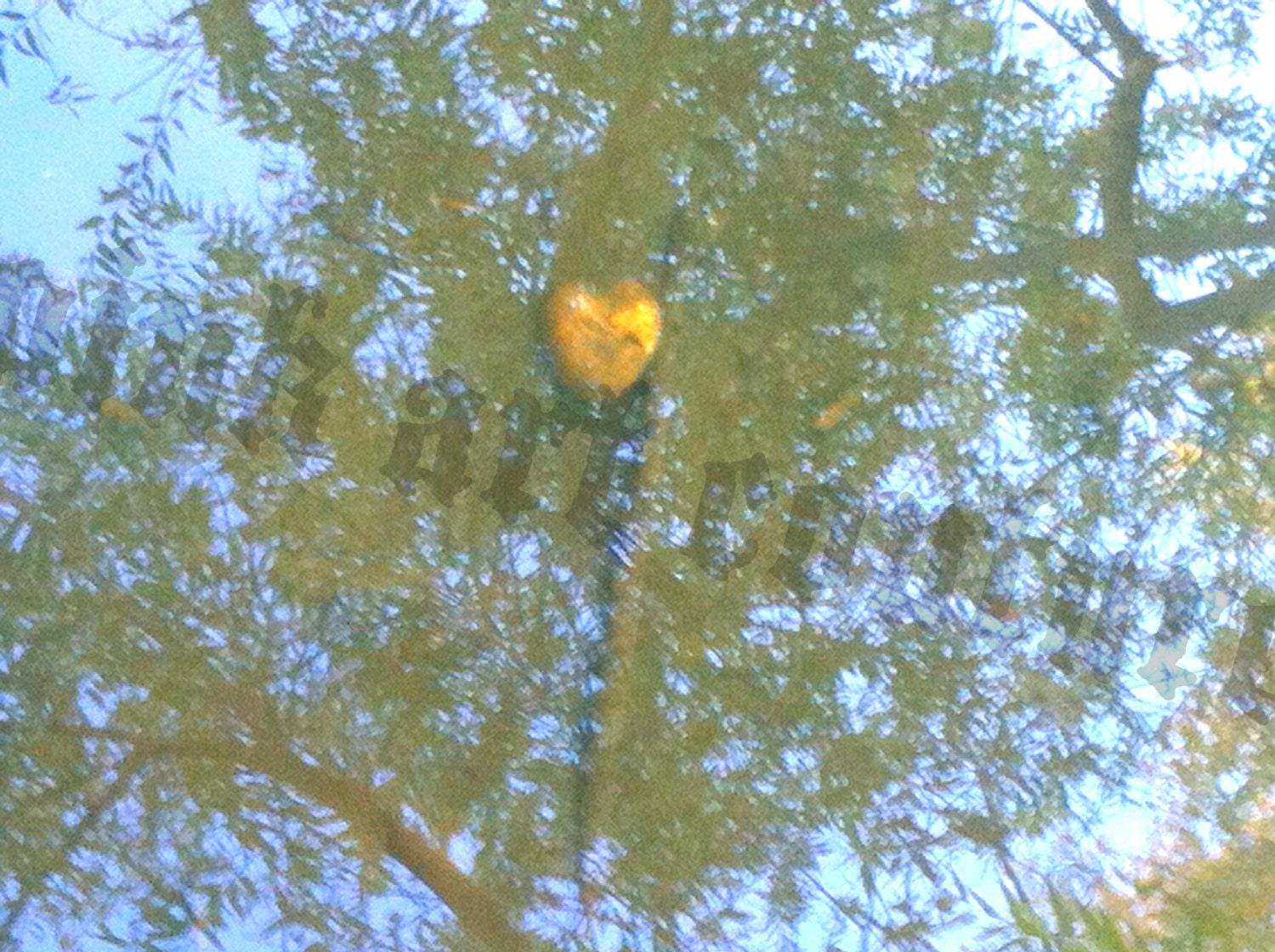 5 heart photographs-digital