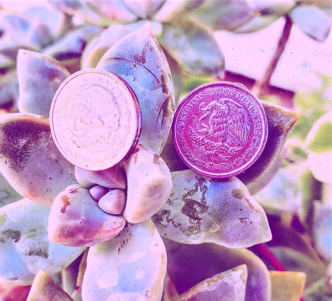 Mexican Coins Pesos Centavos Earring set